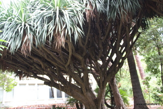 Dracena orto botanico Messina